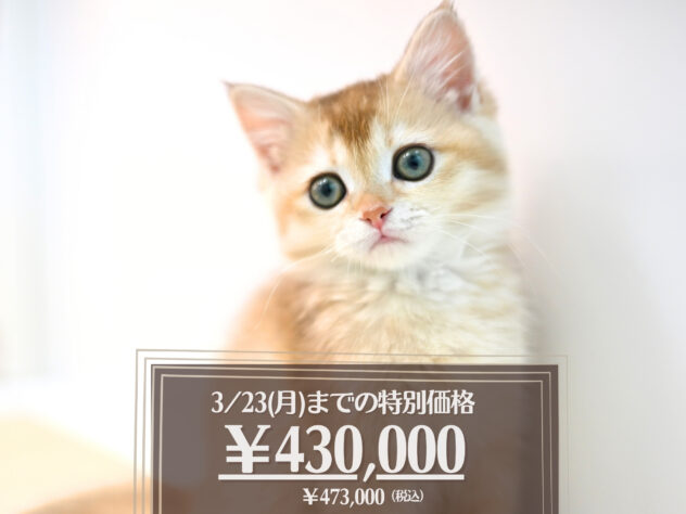 岡山県のブリティッシュショートヘアー (アミーゴ大安寺店/2025年11月27日生まれ/女の子/シェーデットゴールデン)の子猫の1枚目の画像