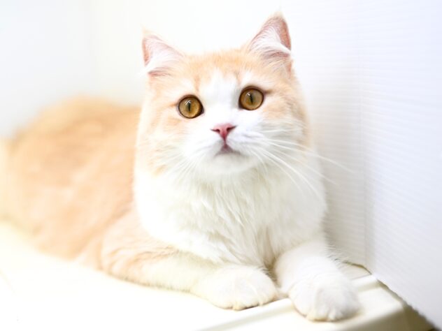 岡山県のスコティッシュフォールド (アミーゴ中庄店/2024年12月1日生まれ/女の子/クリームタビーホワイト)の子猫の2枚目の画像