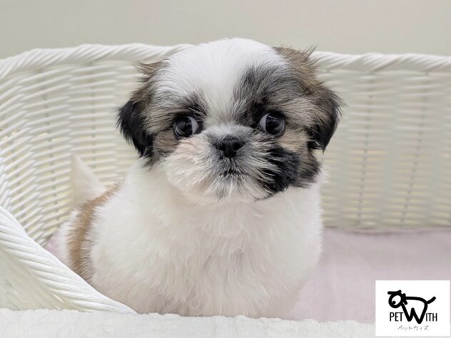 福島県のシーズー (アミーゴ会津若松店/2026年1月2日生まれ/女の子/ゴールドホワイト)の子犬