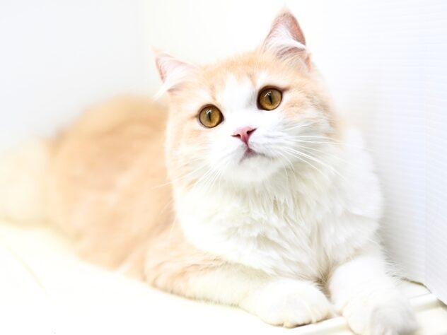 岡山県のスコティッシュフォールド (アミーゴ中庄店/2024年12月1日生まれ/女の子/クリームタビーホワイト)の子猫の3枚目の画像