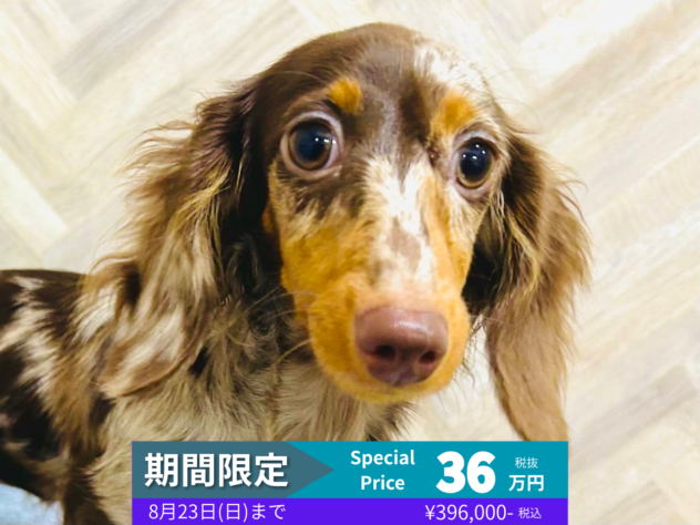 岡山県のミニチュアダックスフンド(ロング) (アミーゴ水島店/2026年1月26日生まれ/女の子/チョコレートダップル)の子犬の1枚目の画像