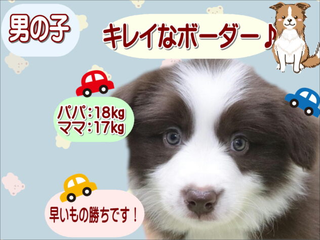大阪府のボーダーコリー (アミーゴ鳳店/2026年1月20日生まれ/男の子/チョコレートホワイト)の子犬の1枚目の画像