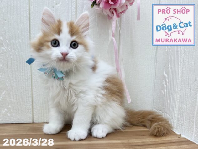 広島県のサイベリアン (アミーゴ大町店/2026年1月24日生まれ/男の子/レッドタビーホワイト)の子猫の3枚目の画像