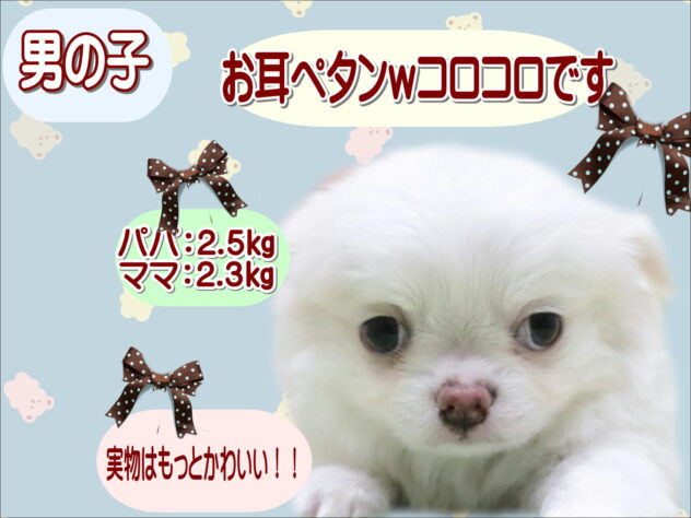 大阪府のチワワ(ロング) (アミーゴ鳳店/2026年1月8日生まれ/男の子/ホワイトクリーム)の子犬の1枚目の画像