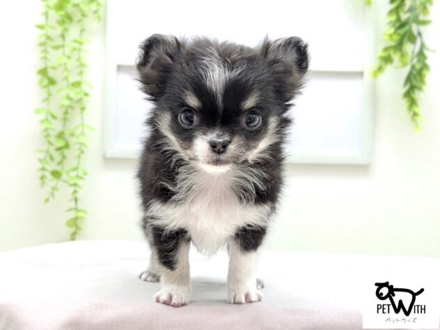 福島県のチワワ(ロング) (アミーゴ会津若松店/2026年1月18日生まれ/女の子/ブラッククリームホワイト)の子犬の1枚目の画像