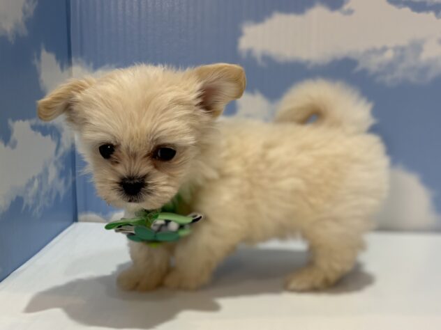 山形県のハーフ犬・ミックス犬 (アミーゴ山形南店/2026年3月11日生まれ/男の子/クリーム)の子犬の3枚目の画像