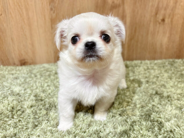 広島県のハーフ犬・ミックス犬 (アミーゴ広島商工センター店/2026年1月27日生まれ/男の子/ホワイト)の子犬の2枚目の画像