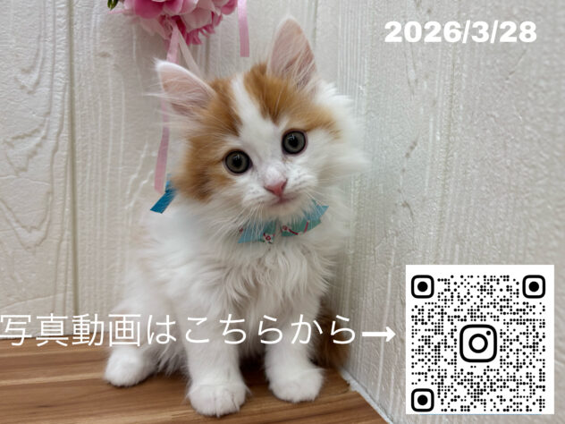 広島県のサイベリアン (アミーゴ大町店/2026年1月24日生まれ/男の子/レッドタビーホワイト)の子猫の3枚目の画像