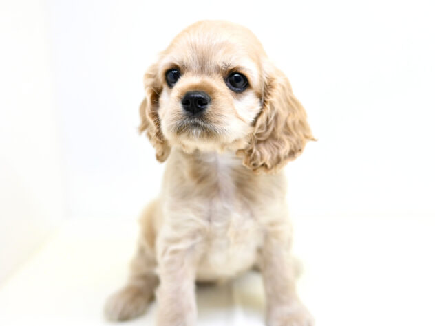 岡山県のアメリカンコッカースパニエル (アミーゴ大安寺店/2026年1月7日生まれ/女の子/バフ)の子犬の2枚目の画像