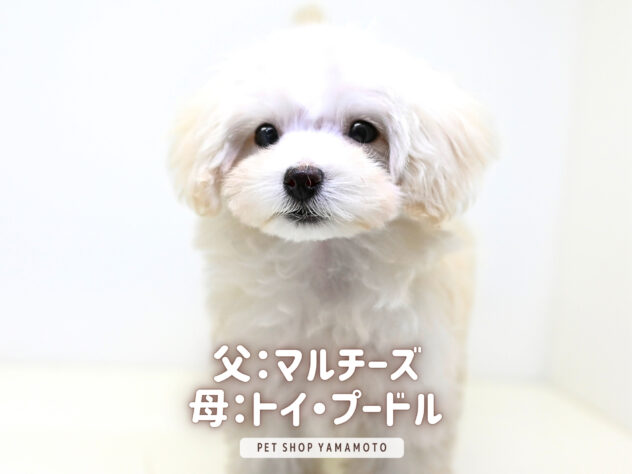 岡山県のハーフ犬・ミックス犬 (アミーゴ大安寺店/2025年12月6日生まれ/女の子/クリーム)の子犬の2枚目の画像