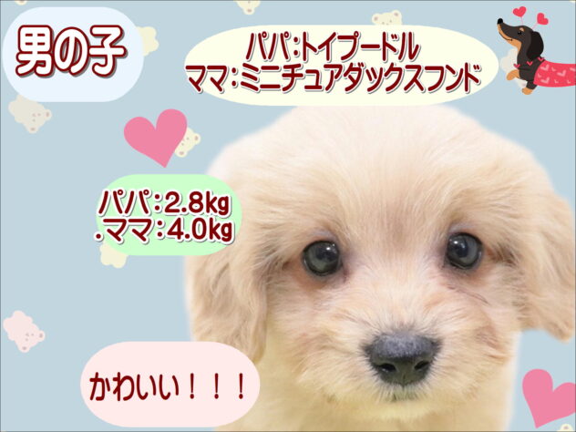 大阪府のハーフ犬・ミックス犬 (アミーゴ鳳店/2026年1月6日生まれ/男の子/クリーム)の子犬の1枚目の画像