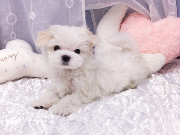 愛知県のマルチーズ (アミーゴ知立店/2026年1月2日生まれ/女の子/ホワイト)の子犬の2枚目の画像