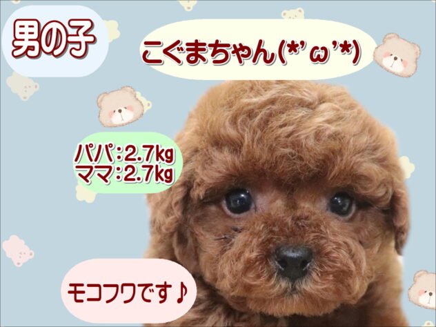 大阪府のトイプードル(トイ) (アミーゴ鳳店/2026年1月13日生まれ/男の子/レッド)の子犬の1枚目の画像