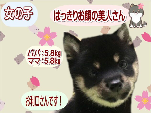 大阪府の豆柴 (アミーゴ鳳店/2026年1月7日生まれ/女の子/黒)の子犬の1枚目の画像