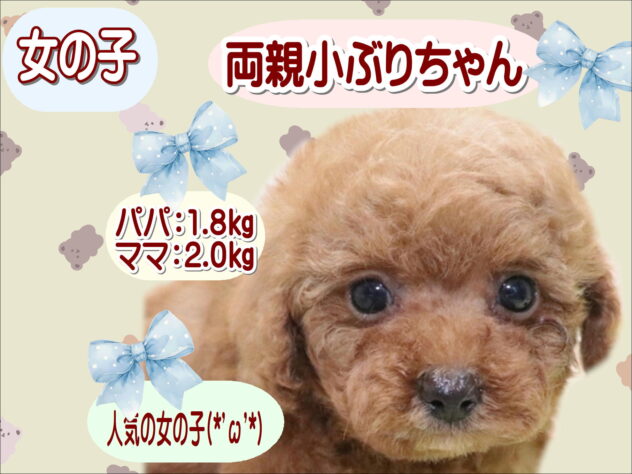 大阪府のトイプードル(トイ) (アミーゴ鳳店/2026年1月26日生まれ/女の子/レッド)の子犬の1枚目の画像