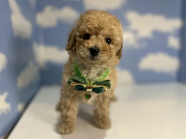 山形県のトイプードル(トイ) (アミーゴ山形南店/2026年1月19日生まれ/男の子/アプリコット)の子犬の1枚目の画像