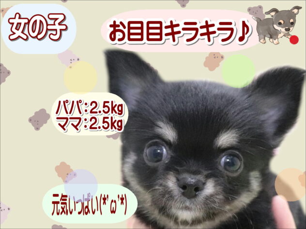 大阪府のチワワ(ロング) (アミーゴ鳳店/2026年1月5日生まれ/女の子/ブラックタンホワイト)の子犬の1枚目の画像