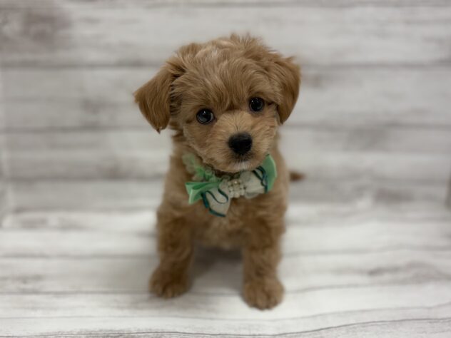 福島県のハーフ犬・ミックス犬 (アミーゴ小名浜店/2026年1月19日生まれ/男の子/アプリコット)の子犬