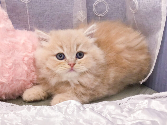 愛知県のスコティッシュフォールド (アミーゴ知立店/2026年1月11日生まれ/女の子/クリームタビーホワイト)の子猫の1枚目の画像