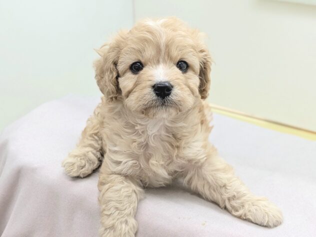 福島県のハーフ犬・ミックス犬 (アミーゴ会津若松店/2026年1月11日生まれ/男の子/アプリコット)の子犬の2枚目の画像