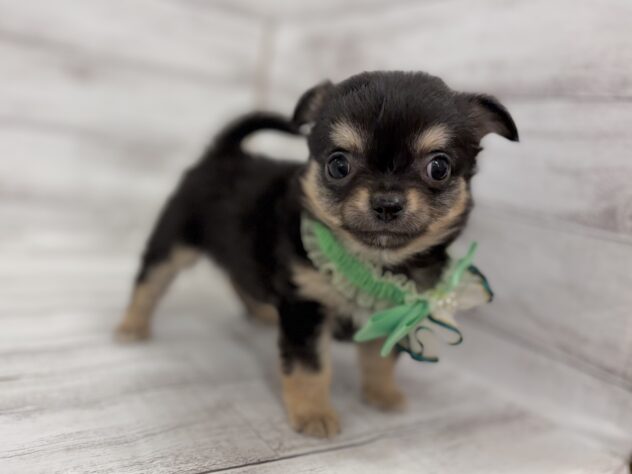 福島県のチワワ(ロング) (アミーゴ小名浜店/2026年1月27日生まれ/男の子/ブラックタン)の子犬