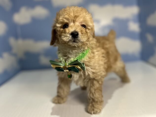 山形県のトイプードル(トイ) (アミーゴ山形南店/2026年1月19日生まれ/男の子/アプリコット)の子犬の3枚目の画像