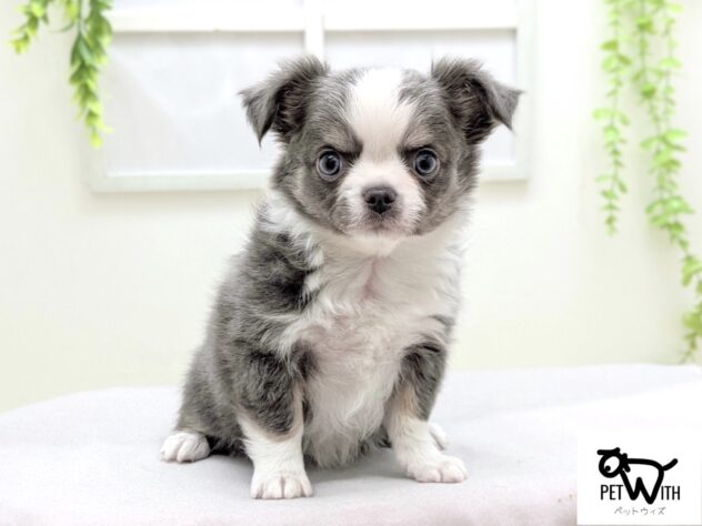 福島県のチワワ(ロング) (アミーゴ会津若松店/2026年1月10日生まれ/男の子/ブルーホワイト)の子犬の1枚目の画像