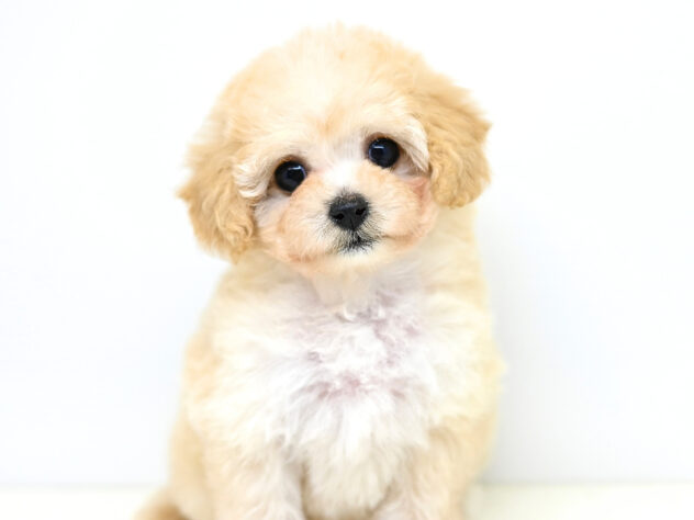 岡山県のハーフ犬・ミックス犬 (アミーゴ大安寺店/2026年1月4日生まれ/女の子/クリーム)の子犬の3枚目の画像