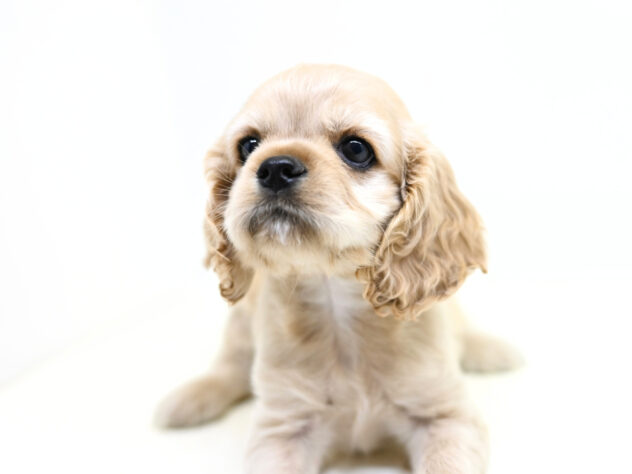 岡山県のアメリカンコッカースパニエル (アミーゴ大安寺店/2026年1月7日生まれ/女の子/バフ)の子犬の3枚目の画像