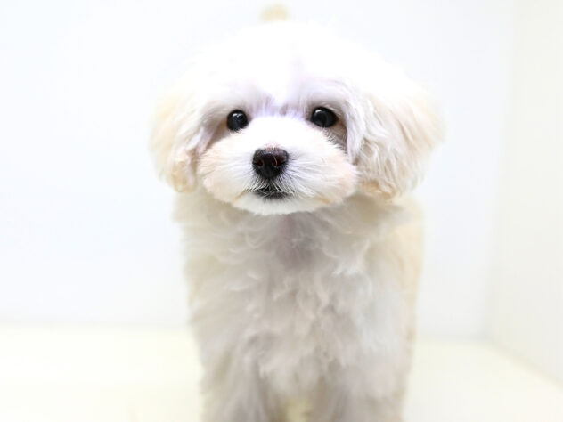 岡山県のハーフ犬・ミックス犬 (アミーゴ大安寺店/2025年12月6日生まれ/女の子/クリーム)の子犬の3枚目の画像