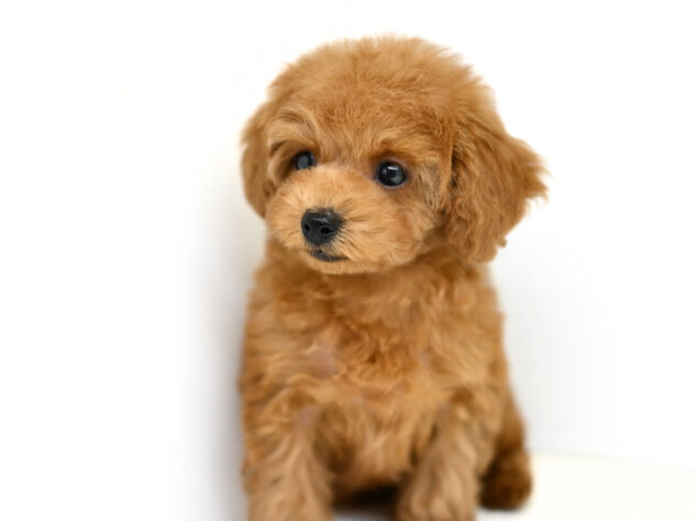 岡山県のトイプードル(トイ) (アミーゴ大安寺店/2025年12月24日生まれ/女の子/レッドフォーン)の子犬の4枚目の画像