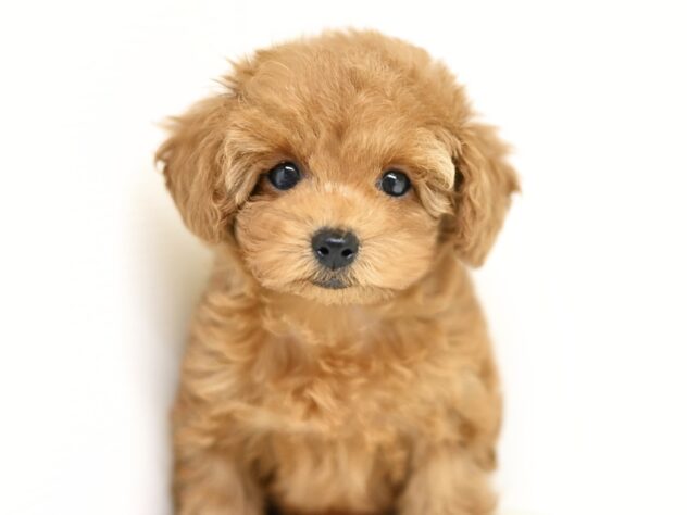 岡山県のトイプードル(トイ) (アミーゴ大安寺店/2025年12月24日生まれ/女の子/レッドフォーン)の子犬の1枚目の画像