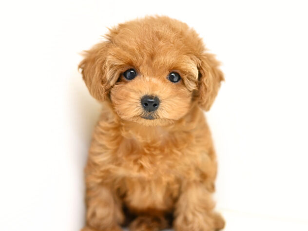 岡山県のトイプードル(トイ) (アミーゴ大安寺店/2025年12月24日生まれ/女の子/レッドフォーン)の子犬の2枚目の画像