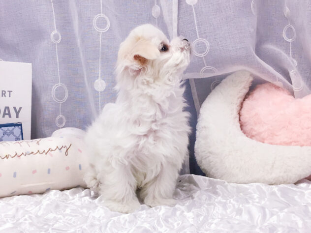 愛知県のマルチーズ (アミーゴ知立店/2026年1月2日生まれ/女の子/ホワイト)の子犬の3枚目の画像