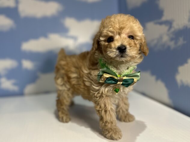 山形県のトイプードル(トイ) (アミーゴ山形南店/2026年1月19日生まれ/男の子/アプリコット)の子犬の2枚目の画像