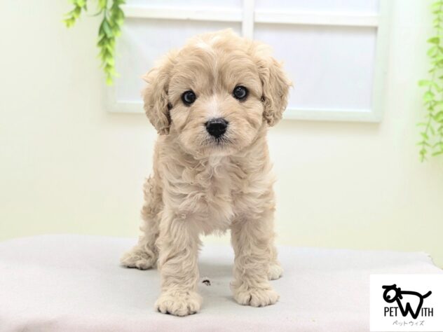 福島県のハーフ犬・ミックス犬 (アミーゴ会津若松店/2026年1月11日生まれ/男の子/アプリコット)の子犬の1枚目の画像