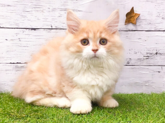 愛知県のミヌエット (アミーゴ知立店/2025年12月3日生まれ/男の子/クリームタビーホワイト)の子猫の1枚目の画像