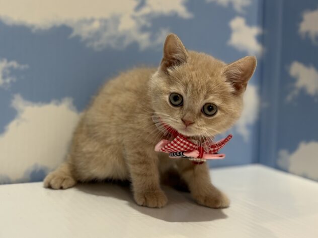 山形県のブリティッシュショートヘアー (アミーゴ山形南店/2026年1月6日生まれ/女の子/クリーム)の子猫の2枚目の画像