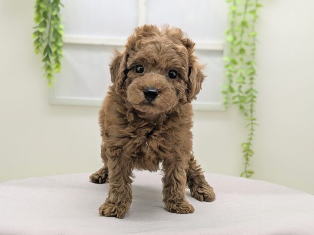 福島県のトイプードル(トイ) (アミーゴ会津若松店/2026年1月3日生まれ/女の子/レッドフォーン)の子犬の2枚目の画像