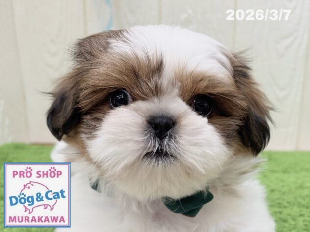 広島県のハーフ犬・ミックス犬 (アミーゴ大町店/2026年1月8日生まれ/男の子/ホワイトゴールド)の子犬