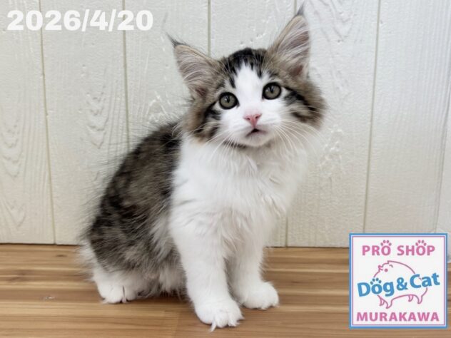 広島県のサイベリアン (アミーゴ大町店/2026年1月28日生まれ/男の子/ブラウンマッカレルタビーホワイト)の子猫の1枚目の画像