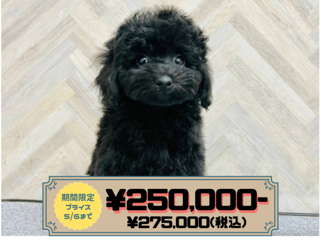 岡山県のトイプードル(トイ) (アミーゴ水島店/2026年1月16日生まれ/男の子/ブラック)の子犬の1枚目の画像