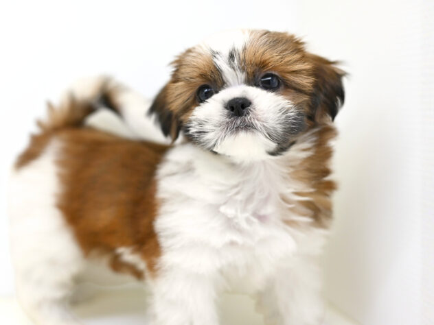 岡山県のシーズー (アミーゴ大安寺店/2025年12月30日生まれ/女の子/ゴールドホワイト)の子犬の4枚目の画像