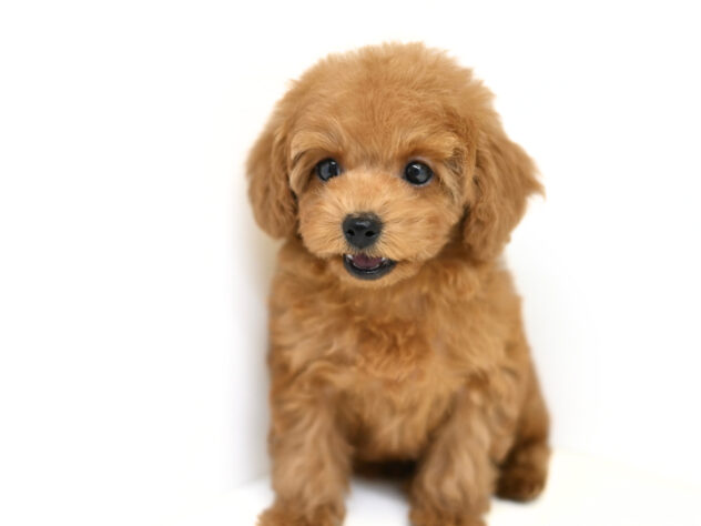 岡山県のトイプードル(トイ) (アミーゴ大安寺店/2025年12月24日生まれ/女の子/レッドフォーン)の子犬の3枚目の画像