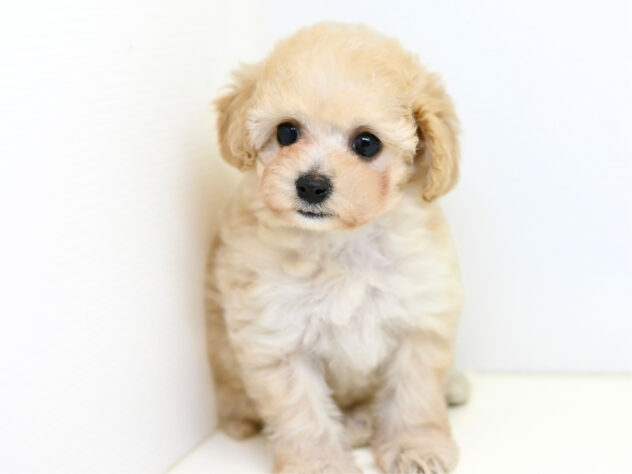 岡山県のハーフ犬・ミックス犬 (アミーゴ大安寺店/2026年1月4日生まれ/女の子/クリーム)の子犬の4枚目の画像