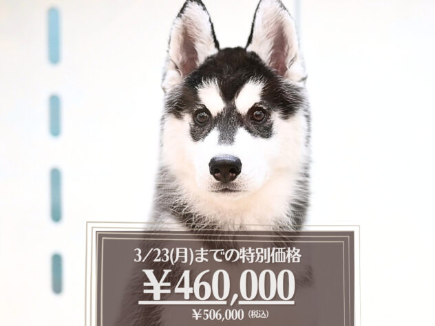 岡山県のシベリアンハスキー (アミーゴ大安寺店/2025年11月9日生まれ/女の子/ブラックホワイト)の子犬の1枚目の画像