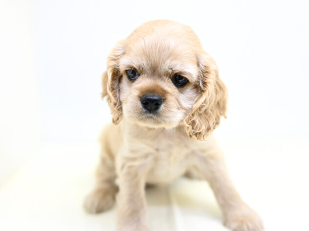 岡山県のアメリカンコッカースパニエル (アミーゴ大安寺店/2026年1月7日生まれ/女の子/バフ)の子犬の4枚目の画像