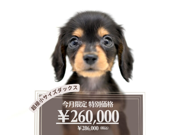 岡山県のミニチュアダックスフンド(ロング) (アミーゴ大安寺店/2026年1月18日生まれ/男の子/ブラックタン)の子犬