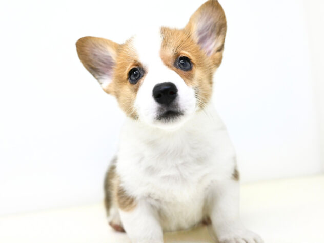 岡山県のウェルシュコーギーペンブローク (アミーゴ大安寺店/2026年1月25日生まれ/女の子/レッドホワイト)の子犬の2枚目の画像