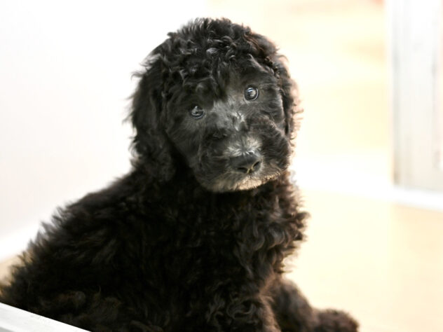 岡山県のスタンダードプードル (アミーゴ大安寺店/2026年1月27日生まれ/男の子/シルバー)の子犬の3枚目の画像